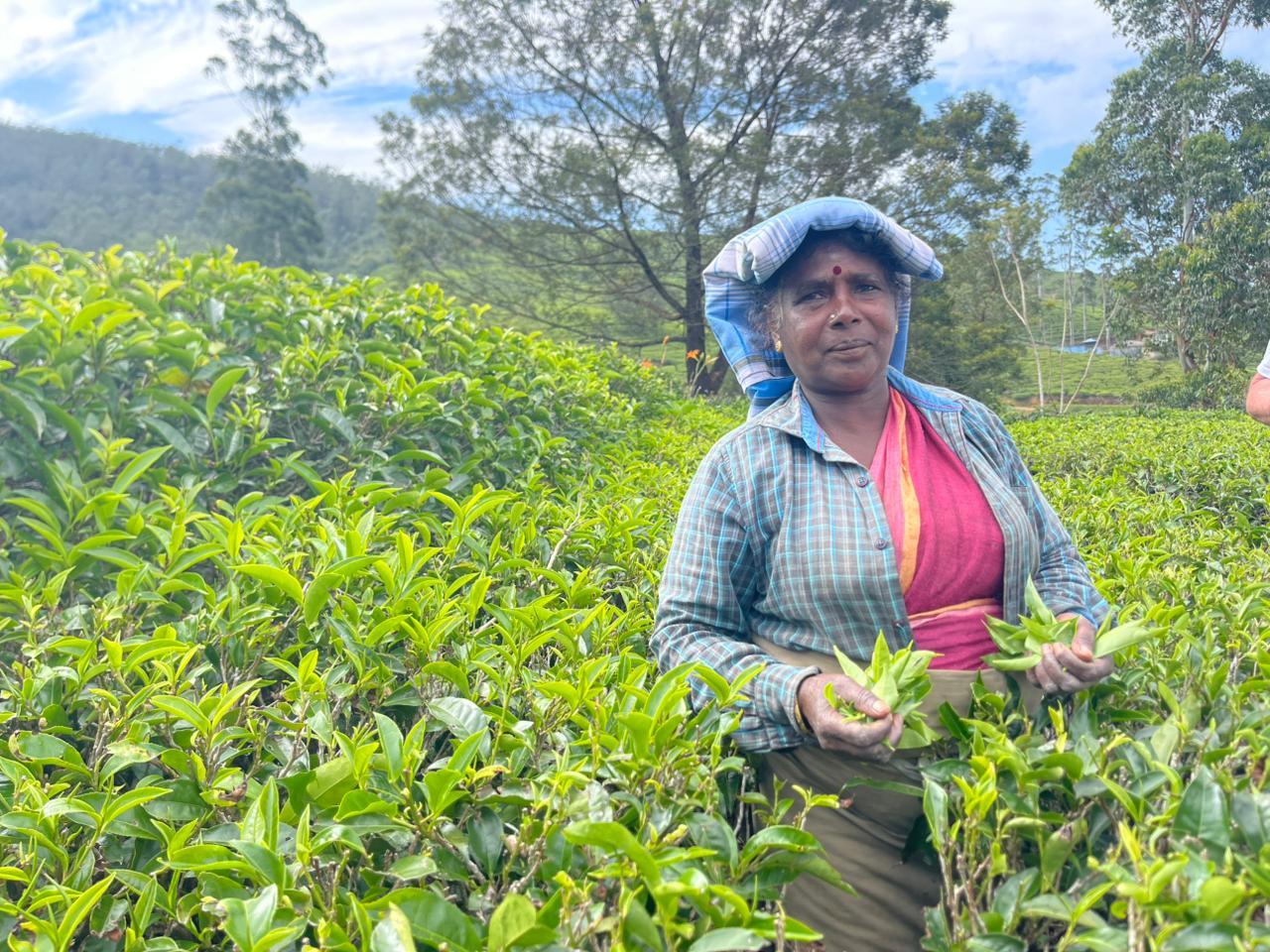 Splendid Island of Ceylon